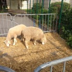 Fête pompidou moutons Compiègne